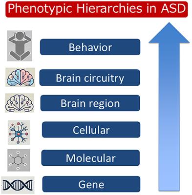 Editorial: Effects of autism spectrum disorder (ASD) risk genes on phenotypes of each hierarchy